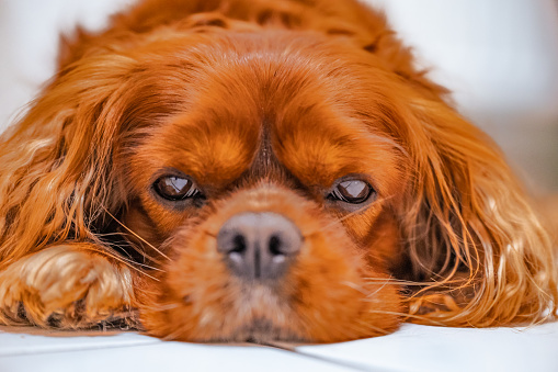 Brown Cavalier King Charles Spaniel dog lying on the floor in Hanover, Lower Saxony, Germany