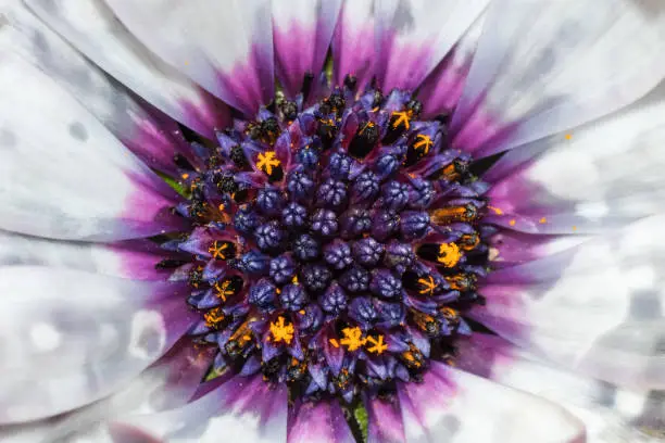 cute white-lilac flower macro photography. top view.