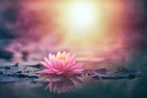 Three pink and yellow waterlilies floating in a pond.