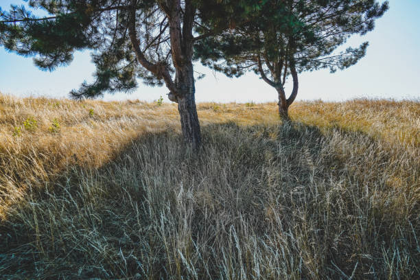 A dry field with trees in the hot summer.