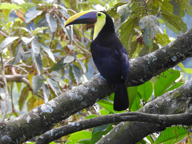 istock Chestnut -mandibled- Toucan 13 1367919420