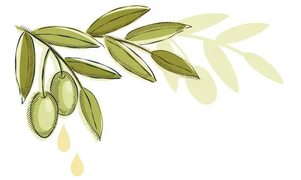 Vector illustration of Vintage Olive Drawing On A Transparent Background