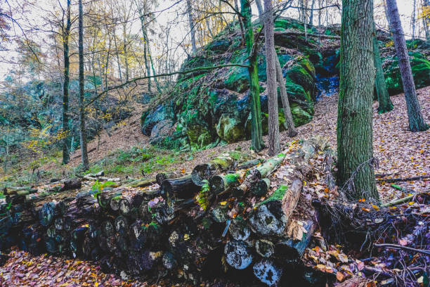 A forest in autumn in Germany also called \