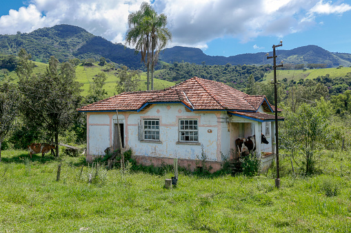 abandoned farm house with a cow in the shade of the porch. interior of Brazil