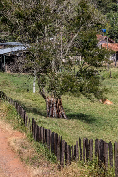 istock Tree and fence on the countryside 1367921178