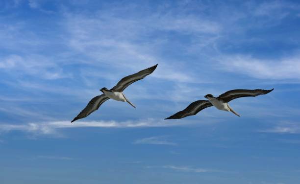 Pelicans over the Caribbean coast in Mexico