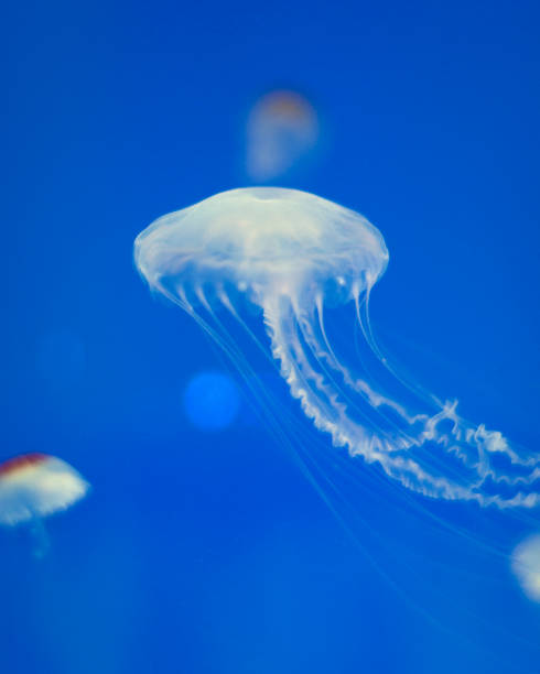 istock white jellyfish in aquarium. 1367921212