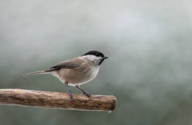 black-capped chickadee on a branch - bird chickadee animal fence imagens e fotografias de stock