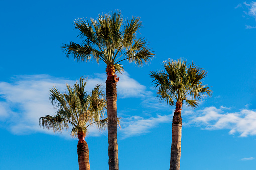 three tall palm trees and blue sky