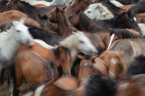 A herd of wild horses on the move