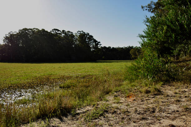 istock lake with aquatic vegetation 1367925311