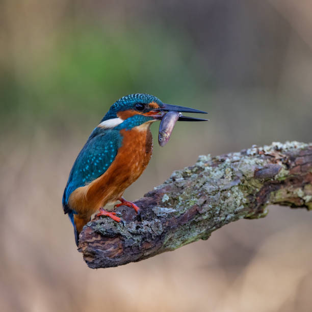 istock Kingfisher resting on a perch in the British Countryside 1367925330