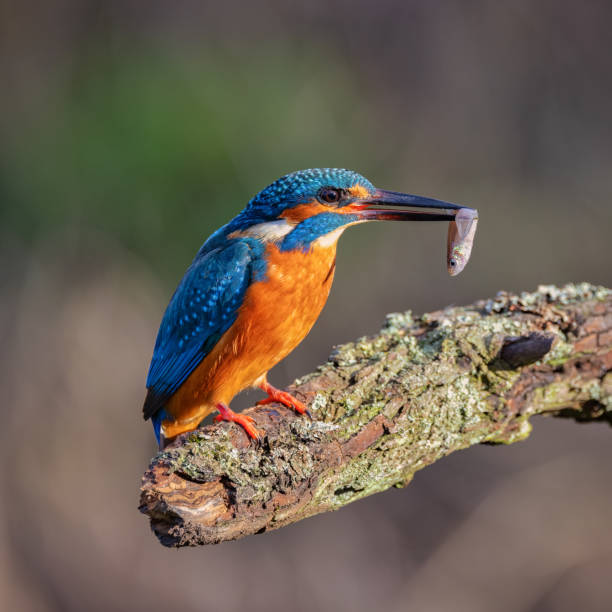 istock Kingfisher resting on a perch in the British Countryside 1367925334