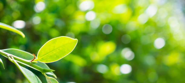 istock Plant green leaf in garden with bokeh background 1367926474