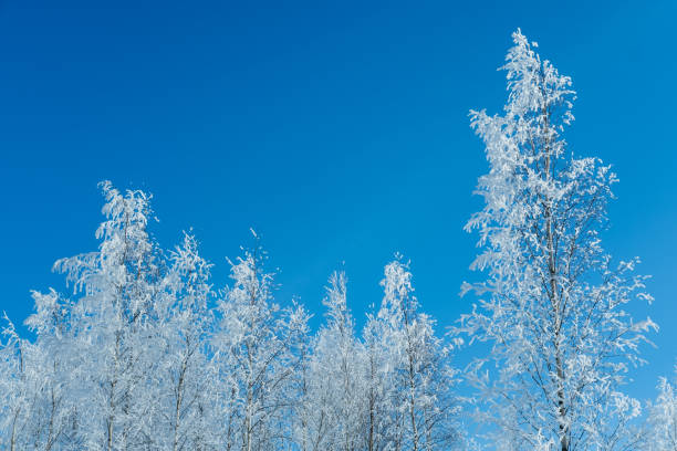 Snow covered trees against clear blue sky.  Winter nature background.