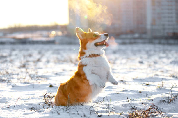 lindo corgi galés pembroke o perro cardigan se para sobre sus patas traseras en la nieve mientras camina. cachorro activo en proceso de ejecución de nuevo comando durante el entrenamiento al aire libre - sport magazine day usa fotografías e imágenes de stock