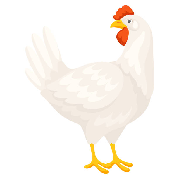 ilustraciones, imágenes clip art, dibujos animados e iconos de stock de ilustración de pollo blanco. imágenes para industrias alimentarias y agrícolas. - chicken poultry cartoon cockerel