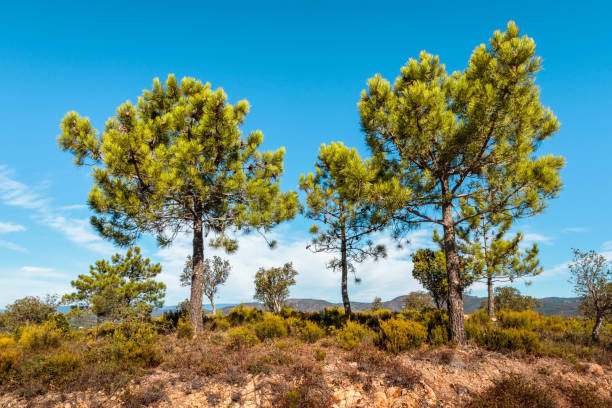 pine trees in Mediterranean scrubland on a sunny day