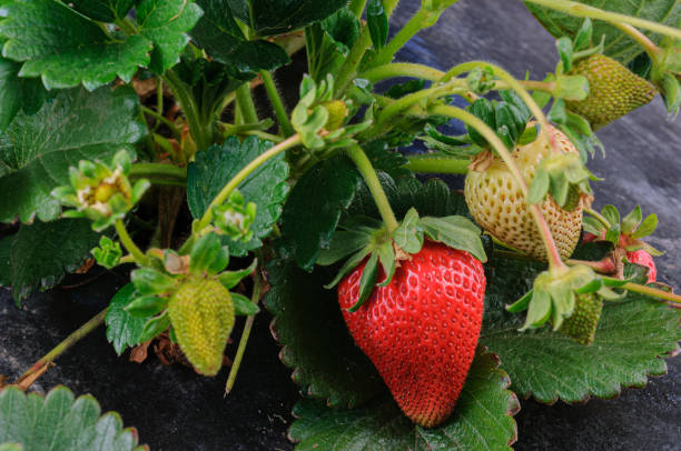 nahaufnahme von ripening strawberies on the vine - strawberry vine stock-fotos und bilder