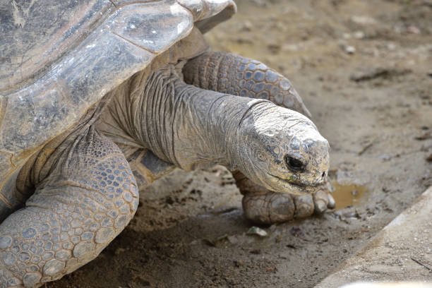 istock Close-up of a tortoise 1367930239