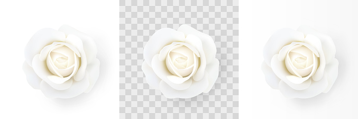 White rose. Close-up of a delicate white flower isolated on a white, transparent and white gradient background. Decorative design element for decorations, holidays and events. Realistic vector illustration