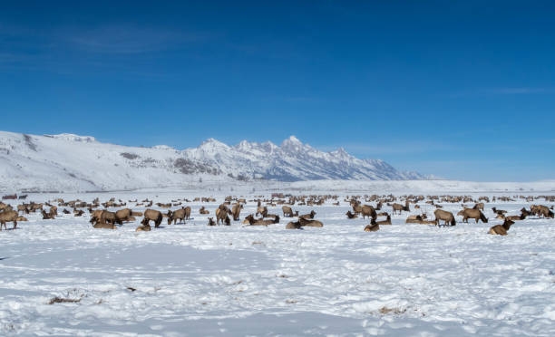 istock Herd of Elk in Teton Valley 1367933294