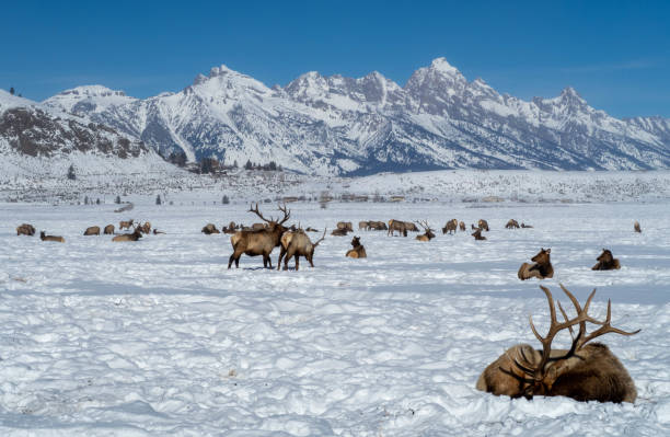 stado łosi w dolinie teton - snow valley mountain mountain peak zdjęcia i obrazy z banku zdjęć