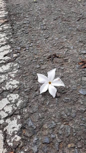 istock a white flower that fell on the road 1367933705