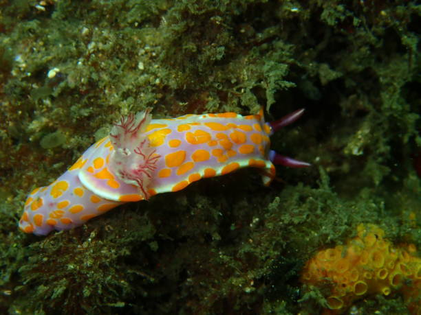 istock Orange and pink nudibranch 1367934332