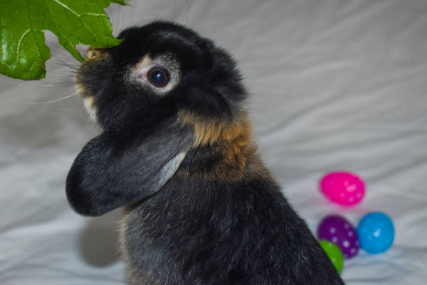istock Sweet easter baby dwarf bunny with lop ears eats fresh cilantro 1367934414