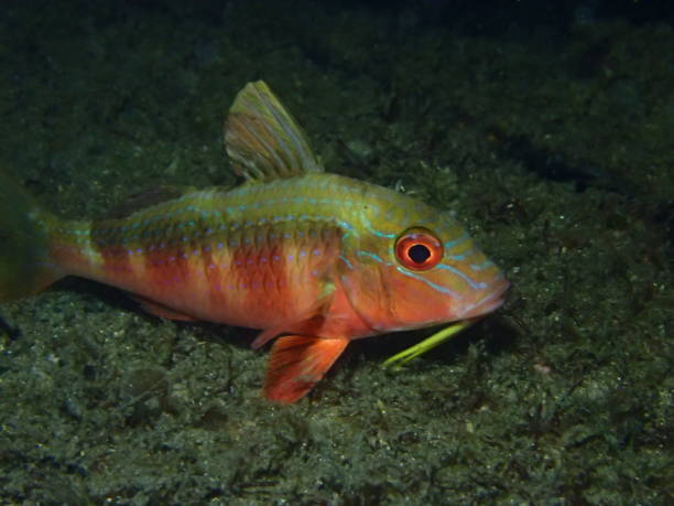 istock Goat fish on sea floor 1367935853
