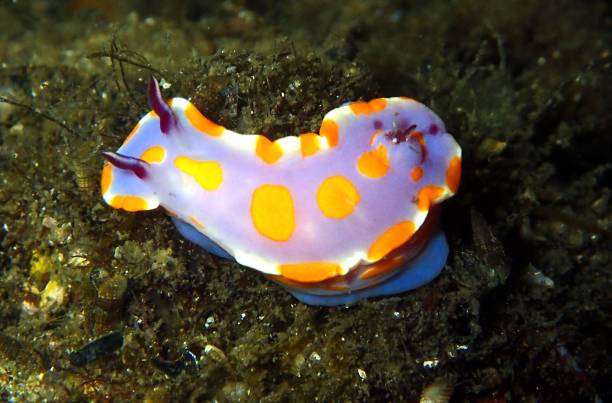 istock Purple and orange nudibranch 1367935874
