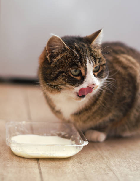 istock Domestic cat drinking milk from a bowl 1367935893