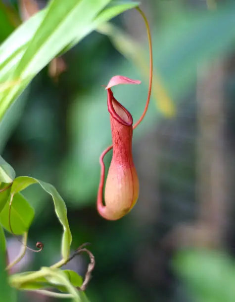 Photo of Nepenthes alata Blanco close up