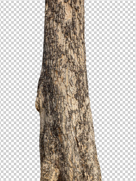 istock Trunk of a Tree Isolated On White Background 1367935996