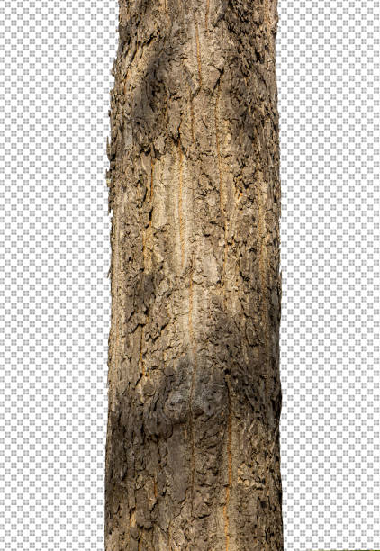istock Trunk of a Tree Isolated On White Background 1367936501