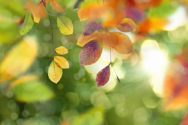 close up colorful autumn leaves with beautiful shiny sunny background - growth tree spirituality tranquil scene imagens e fotografias de stock