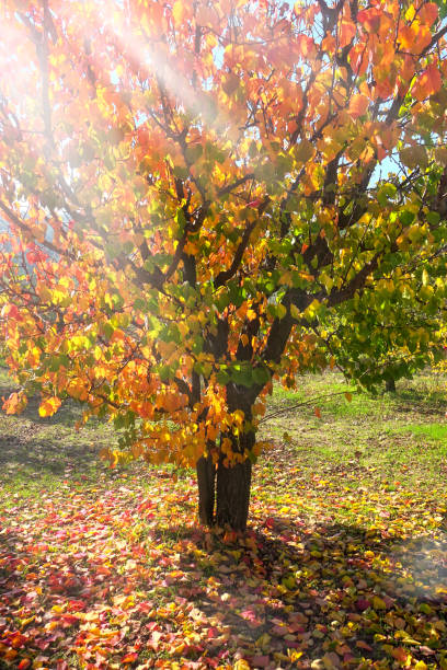 緑の庭の風景にカラフルな単一の桜の木を閉じます - cherry tree tree autumn multi colored ストックフォトと画像