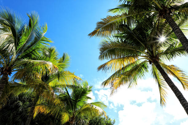 istock Close up shiny palm tree leaves over sunny blue sky 1367937364