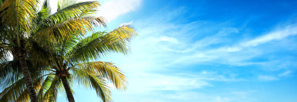 istock Close up shiny palm tree leaves over sunny blue sky 1367937365