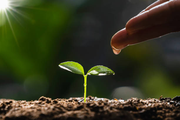 istock hand watering to small tree with sunshine. earth day eco concept 1367939202