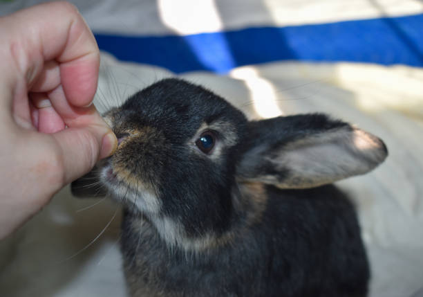 istock Cute funny bunny rabbit eating with ears pointing out 1367940026