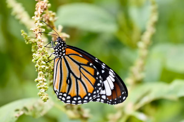 motyl na pyłku. - butterfly flying colony yellow zdjęcia i obrazy z banku zdjęć