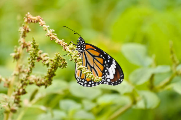 motyl na pyłku. - butterfly flying colony yellow zdjęcia i obrazy z banku zdjęć