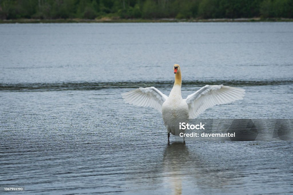 Canada Goose Feeding Canadian Goose feeding in the marshland. Animal Stock Photo
