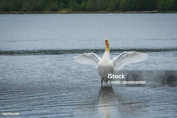 Canada Goose Feeding Stock Photo - Download Image Now - Animal, Animal Body Part, Animal Themes