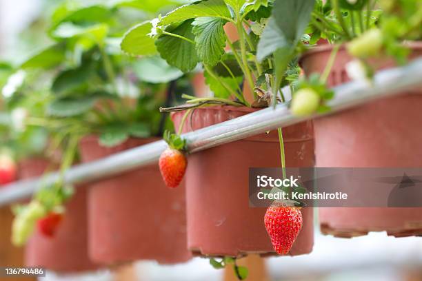 Photo libre de droit de Fraise Farm banque d'images et plus d'images libres de droit de Agriculture - Agriculture, Champ, Couleur verte