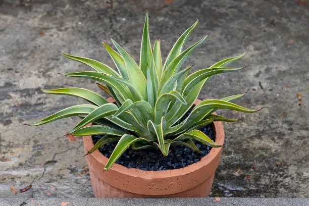 Agave plant in a large pot