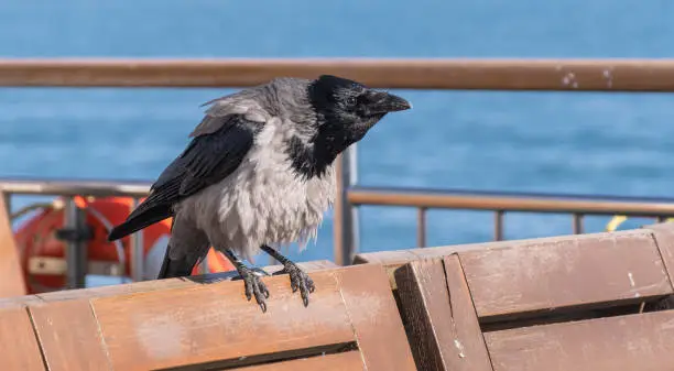 Photo of crow perched on ship deck. Urban Life of Birds.