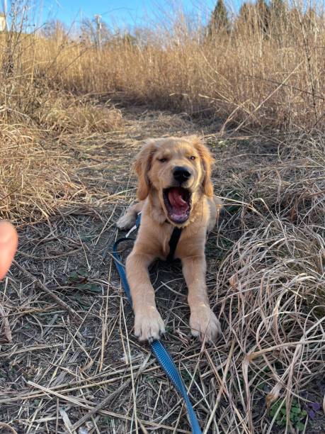 istock Puppy Takes a Break on a Walk 1367947350
